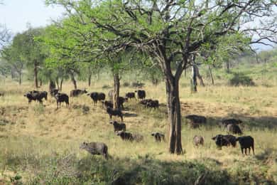 4 Days Kidepo Valley National Park Safari
