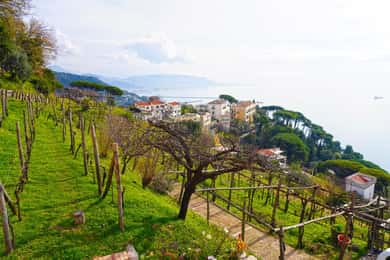 Wine tasting in Cilento with professional sommelier.
