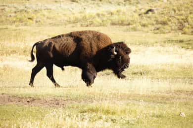 Yellowstone NP: Wolf and Wildlife Watching Private Day Tour