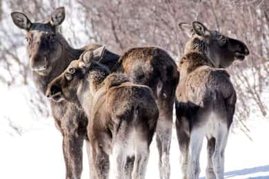 Bardufoss: Wild Elch Safari mit Mittagessen