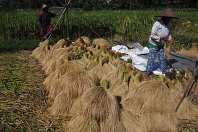 Bali: Rice Field Trip and Balinese Women Culture