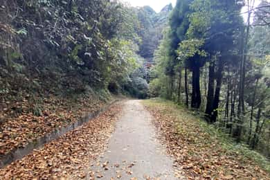 Darjeeling Senchal Wildlife Sanctuary Sonada Hike - 1 Día