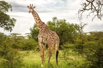 PARQUE SAFARI-TOUR RANCAGUA: CHILE