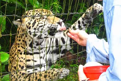 San Pedro: Belize Zoo & Cave River Tubing