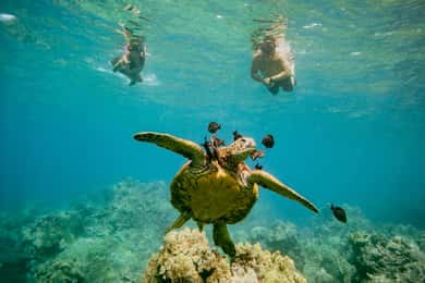 From Maalaea: Turtle Town 3-Hour Snorkel and Sail Adventure