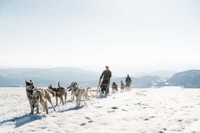 Norway: 2-Day Dogsledding Tour with Glacier Campsite