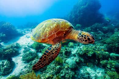 Bohol: Private Balicasag Tour with extra snorkeling time