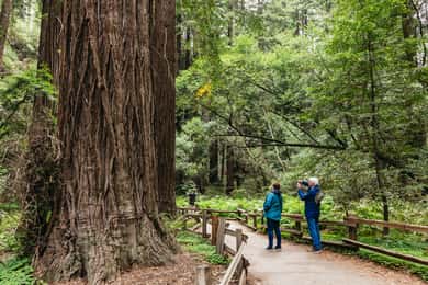 San Francisco: Muir Woods, Napa & Sonoma Valley Wine Tour