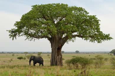 Moshi: 4-Day Serengeti and Ngorongoro Crater Camping Safari