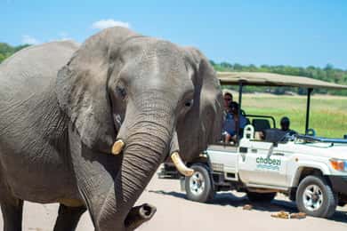Desde las cataratas Victoria Excursión de un día a Chobe, Botsuana