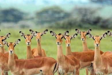 Egynapos kirándulás szafari zanzibárból mikumi komp és autó használatával