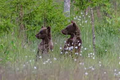 Kuusamo: Bärenbeobachtungsabend