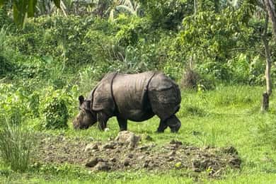 Chitwan Jungle Safari - 2 nights / 3 days