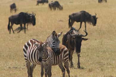 Kenya: 7-Day Safari to Maasai Mara, Lake Nakuru, and More