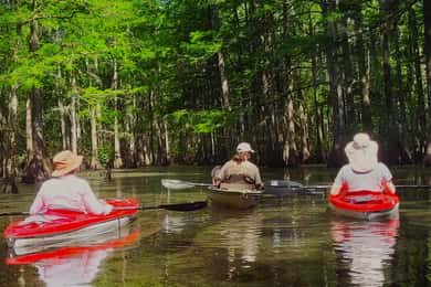 Baton Rouge: Tour in kayak attraverso lo storico Atchafalaya