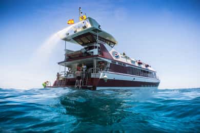 Adeje: Whale-Watching-Bootsfahrt mit Mittagessen und Schwimmen