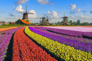 Amsterdam: Zaanse Schans, Haag og Rotterdam Tour