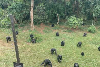 Entebbe: Ngamba Island Chimpanzee Trekking Day Trip