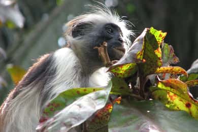 Занзибар: Екскурзия до гората Джозани и ресторант Rock