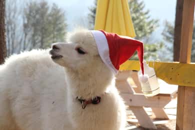 From Seoul: Alpaca World, Eobi Ice Valley, Nami Island