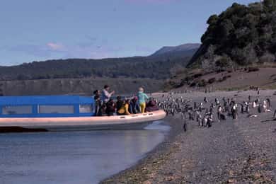 Ushuaia: Tour di osservazione dei pinguini in barca da Puerto Almanza