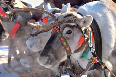 Levi: Tur med rensläde i snöig skog
