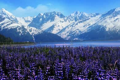 From Anchorage: Alaska Wildlife Center & Turnagain Arm Tour