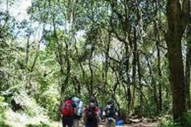 #.1-Day Tour: Kilimanjaro Lemosho Route From Arusha/Moshi