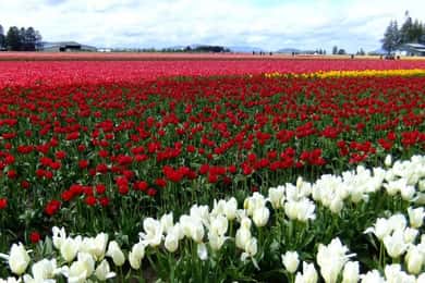 Srinagar: Tulip Garden and Gulmarg Tour For 02 Nights