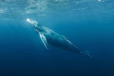 Haleiwa: Oahu North Shore Whale Watching Boat Tour