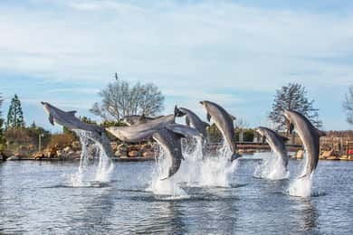Dolfinarium pääsylippu