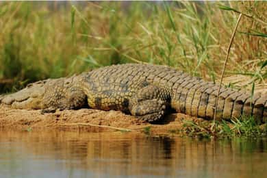 Utforska Divar Island:Natur & båtliv på bakvattnet i norra Goa