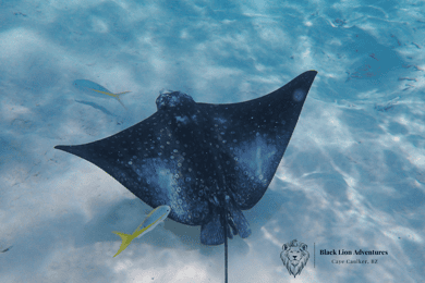 All-Inclusive Full-Day Hol Chan Snorkeling Tour