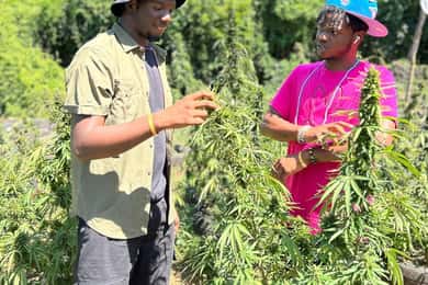 Fazenda de maconha e rafting de bambu com massagem nos pés de calcário
