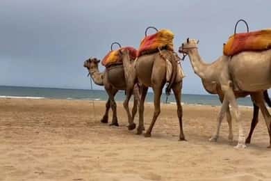 Tánger: Excursión al atardecer con té, paseo en camello y Cap Spartel