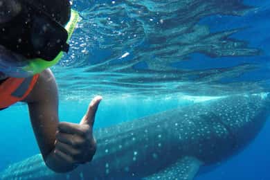 Holbox Island: Whale Shark Swim, All Inclusive