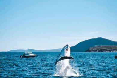 Port Stephens, from Newcastle: Whales, hike & sand dunes!