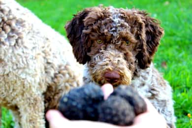 From Parma/Cinque Terre: Truffle Hunting Experience & Lunch