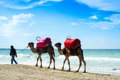 From Sousse or Hammamet: Carthage, Sidi Bousaid, Camel tour