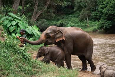 Chiang Mai: Elephant Sanctuary, Long Neck & Sticky Waterfall