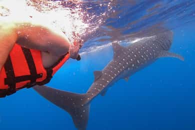 Holbox : partez à la recherche des requins baleines et nagez avec eux ! Tout compris.