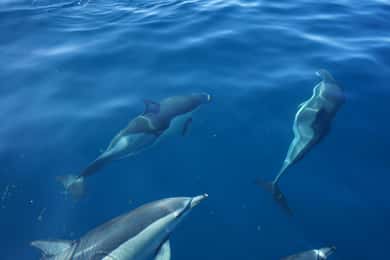 Faro: Passeio de barco para observação de golfinhos