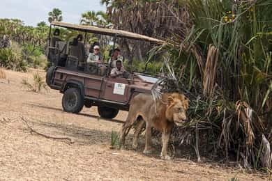Zanzibárból: Best Day Safari Mikumi repülővel és ebéddel