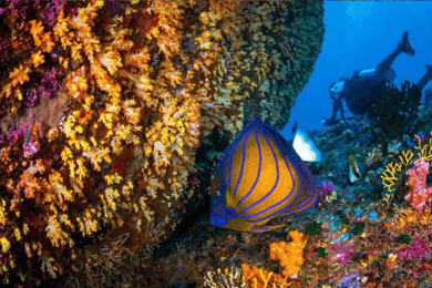 Surin Islands: Diving Day Trip from Khao Lak