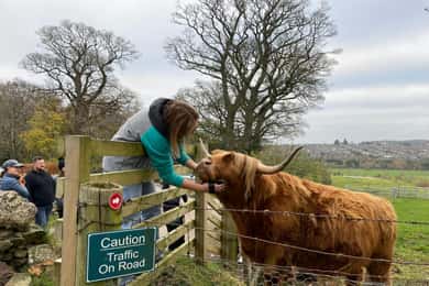 Edinburgh: Highland Cow, Blackness Castle, and Cake Tour