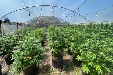 De Montego Bay: Excursão à fazenda Ganja