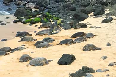 Maui: Private Halfway to Hana Tour