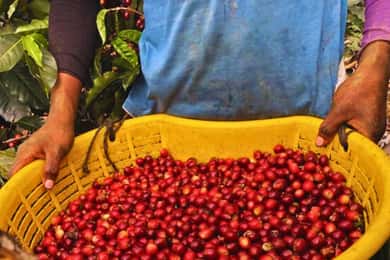 Coffee, Cacao, and Trekking Tour in Minca: Nature, Crops, and Production