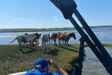 Chincoteague: Premier Pony & Wildlife Small Group Boat Tour