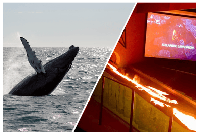 Reykjavik: Whale Watching in Faxaflói Bay & Live Lava Show